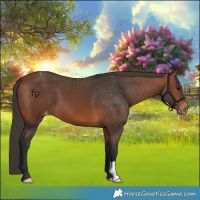 Horse Color:Bay Appaloosa