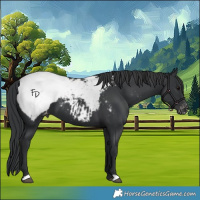 Horse Color:Black Appaloosa