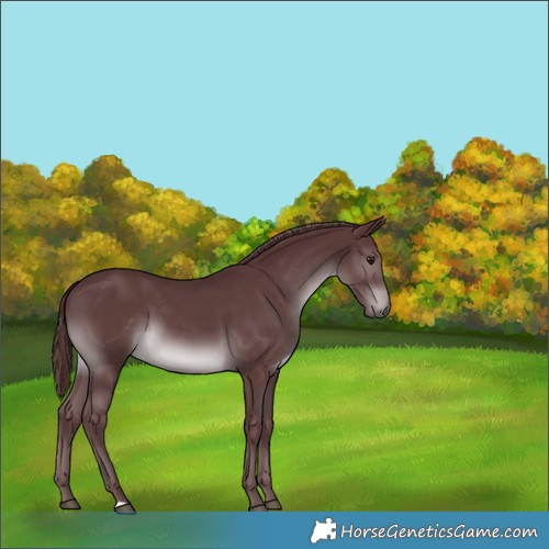 Horse Color:Chocolate Black Chinchilla 