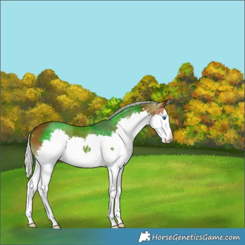 Horse Color:Silver Brown Splash 
