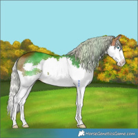 Horse Color:Silver Brown Splash