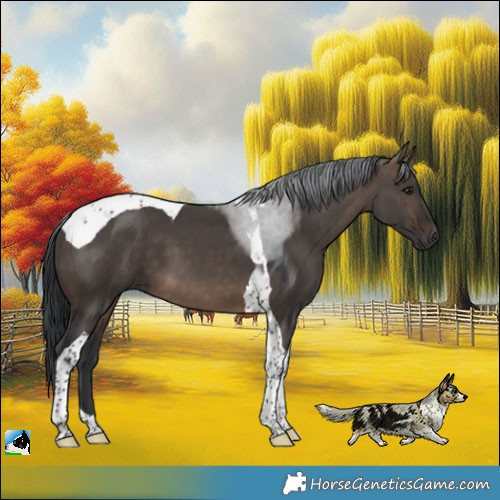 Horse Color:Brown Dun Tobiano 