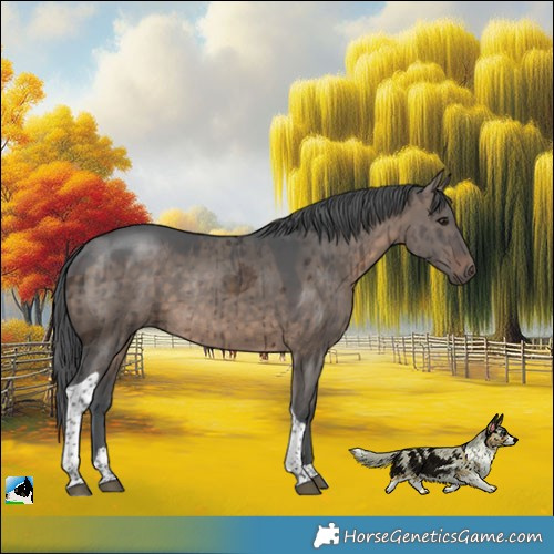 Horse Color:Brown Dun Merle Tobiano Rabicano Brindle 