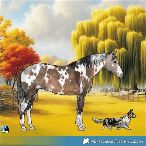 Horse Color:White Spotted Brown Dun 