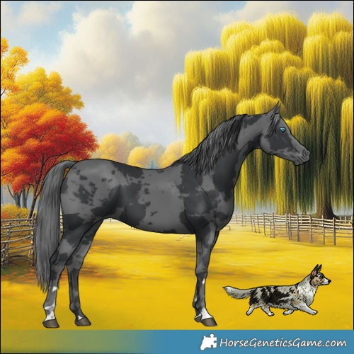Horse Color:Black Merle 