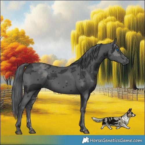 Horse Color:Black Merle