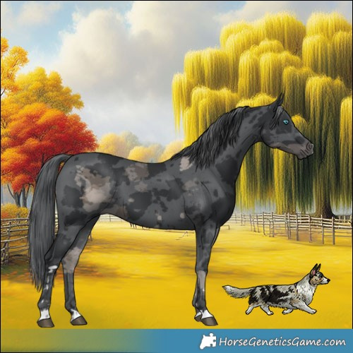 Horse Color:Black Merle