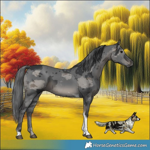 Horse Color:Black Merle Tobiano Rabicano