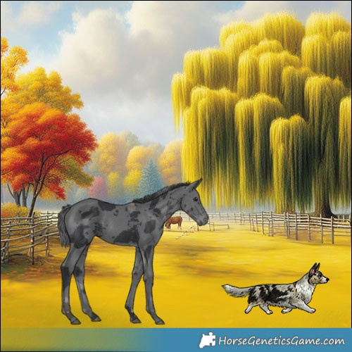 Horse Color:Black Merle