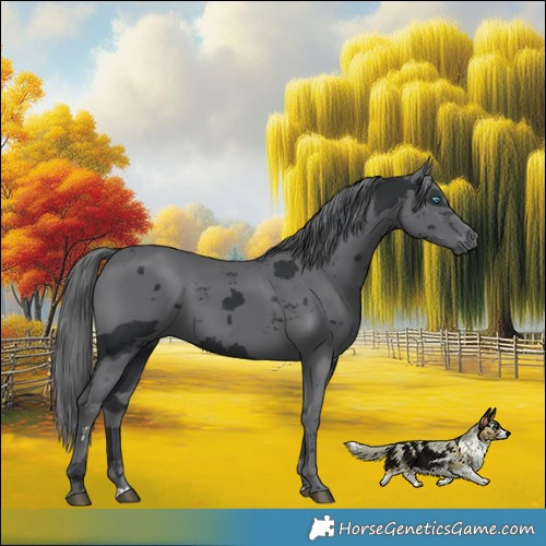 Horse Color:Black Merle 
