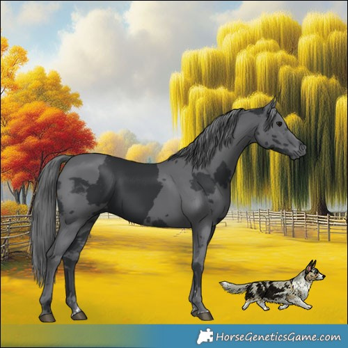 Horse Color:Black Merle 