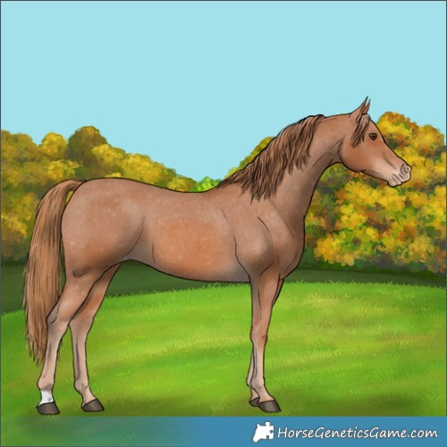 Horse Color:Chestnut Appaloosa
