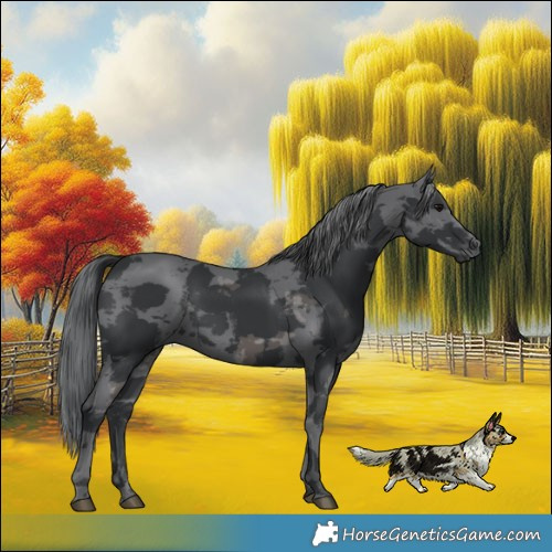 Horse Color:Black Merle 