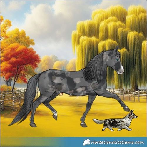 Horse Color:Black Merle Splash 