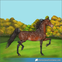 Horse Color:Brown Appaloosa