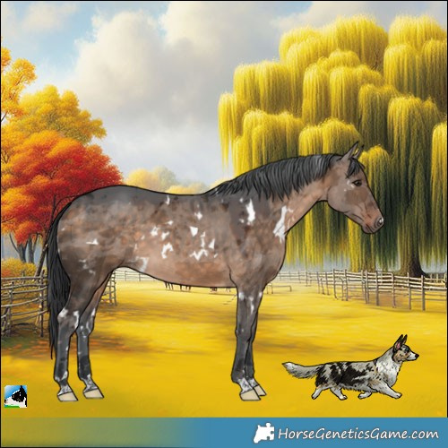 Horse Color:White Spotted Brown Dun Merle