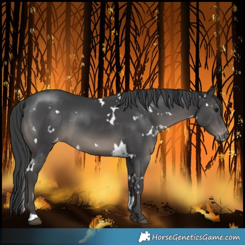 Horse Color:White Spotted Black Varnish 