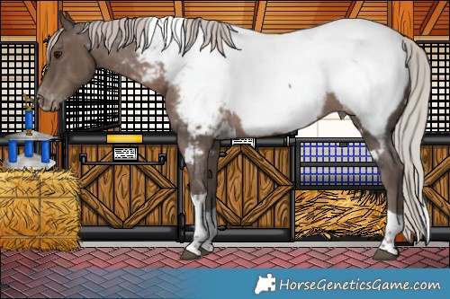 Horse Color:White Spotted Silver Black Tobiano Appaloosa 