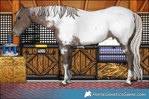 Horse Color:White Spotted Silver Black Tobiano Appaloosa 