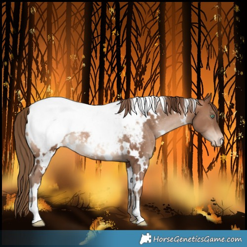 Horse Color:White Spotted Brown Pearl Snowcap Rabicano 