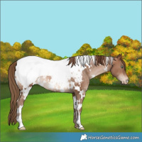 Horse Color:White Spotted Brown Pearl Appaloosa Rabicano 