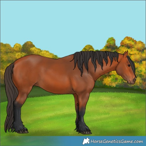Horse Color:Bay 