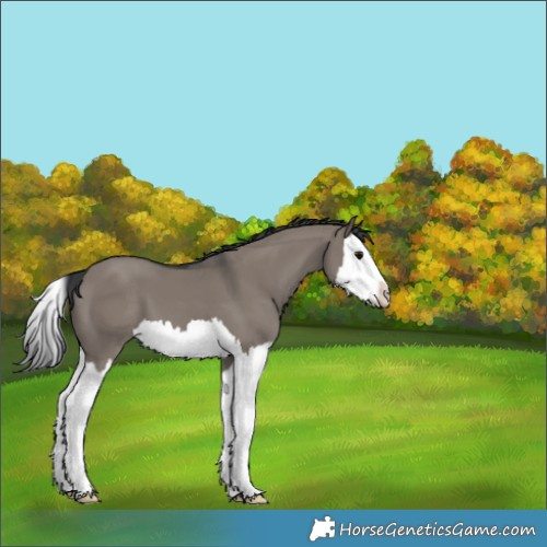 Horse Color:Grullo Splash 