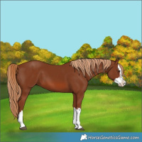 Horse Color:Chestnut Splash 
