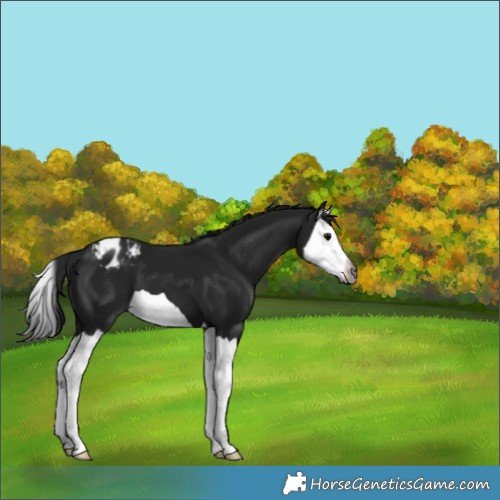 Horse Color:Gray Black Splash Varnish 