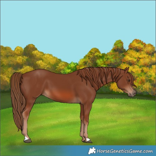 Horse Color:Chestnut 