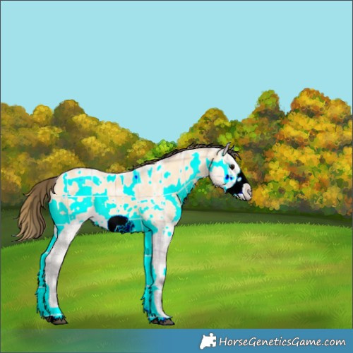 Horse Color:Plaid  Buckskin Ice Onyx Frame Rabicano 