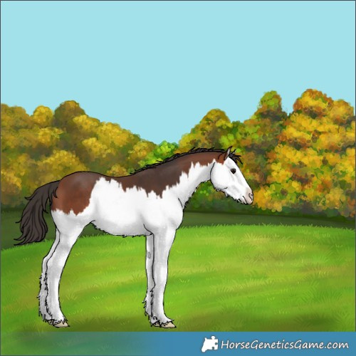 Horse Color:Bay Splash 