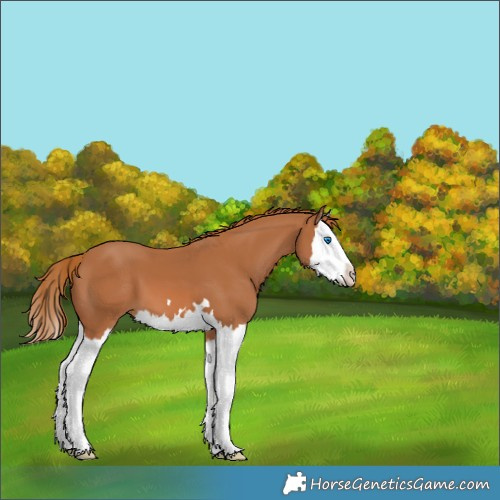 Horse Color:Chestnut Splash 