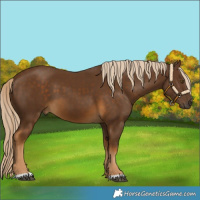 Horse Color:Chocolate Palomino