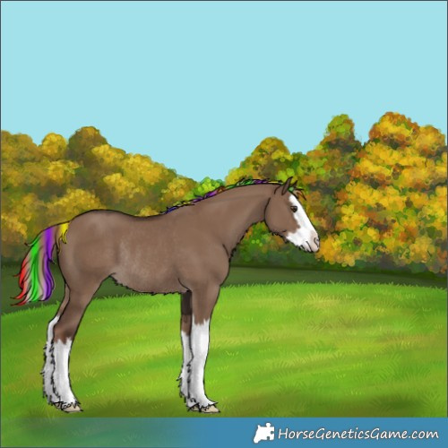 Horse Color:Painted Liver Red Dun Splash Rabicano 