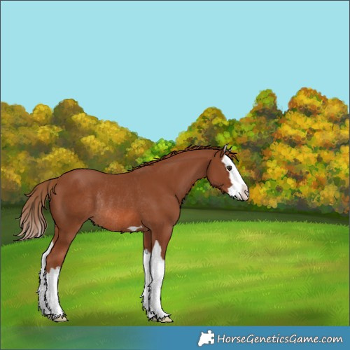 Horse Color:Chestnut Splash Rabicano 