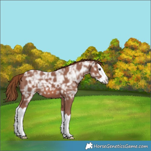 Horse Color:Chestnut Ice Splash 