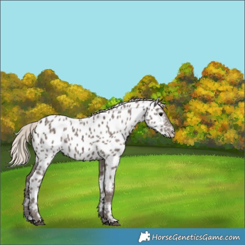 Horse Color:Silver Black Ice Appaloosa 