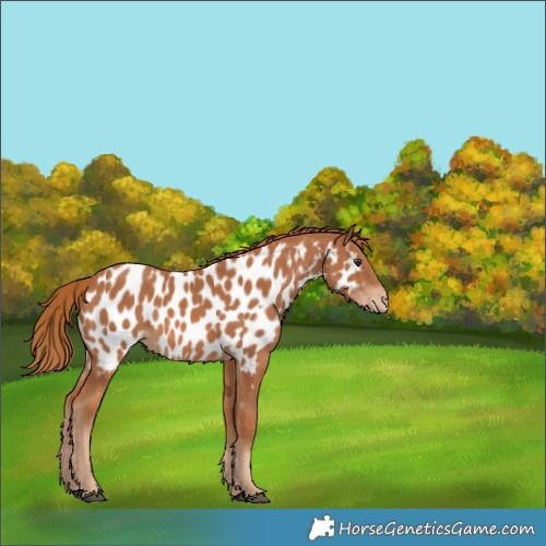 Horse Color:Chestnut Appaloosa 