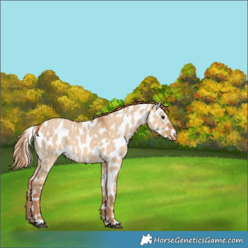 Horse Color:Red Dun Near Leopard 