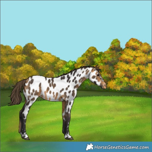 Horse Color:Buckskin Near Leopard 