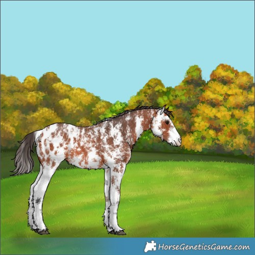 Horse Color:Bay Sabino Appaloosa 