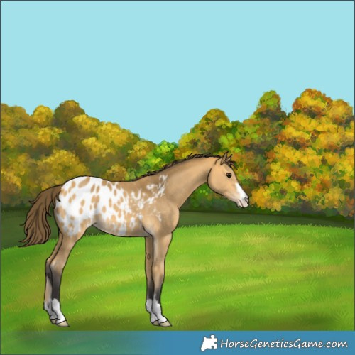 Horse Color:Buckskin Appaloosa 