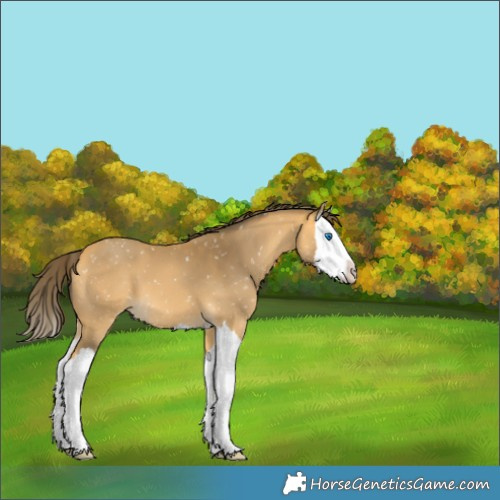 Horse Color:Buckskin Splash Snowflake Varnish 