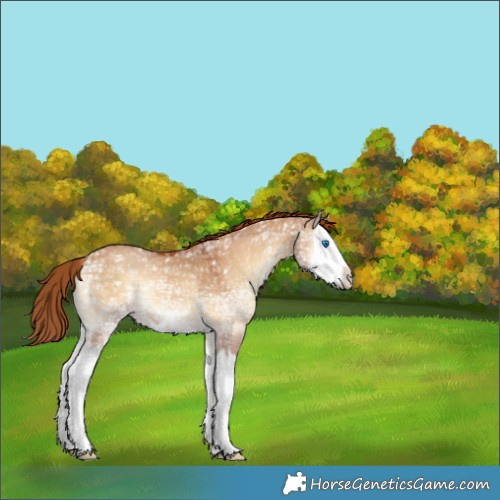 Horse Color:Red Dun Ice Onyx Splash 