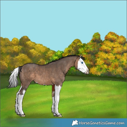 Horse Color:Brown Dun Splash 