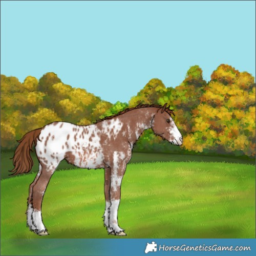 Horse Color:Chestnut Sabino Appaloosa 
