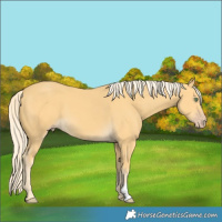 Horse Color:Gold Cream Champagne