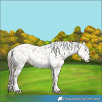Horse Color:Amber Champagne Appaloosa  and Sable Champagne Appaloosa 