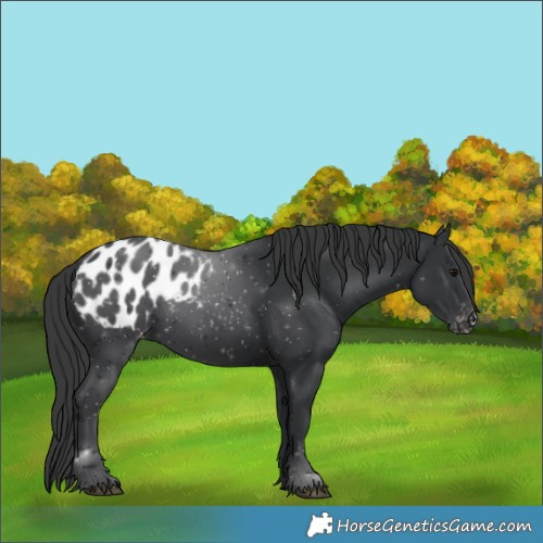 Horse Color:Black Appaloosa 